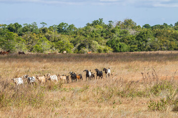 Agony in the Arid Plains: Sumba's Livestock Endure Starvation and Scorching Heat