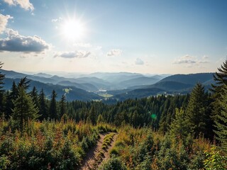 Tranquil Latvian Forest Path: Sunlight and Natural Beauty