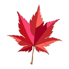 Hand-drawn autumn colored red maple leaf isolated on white background. Flat line style vector illustration.
