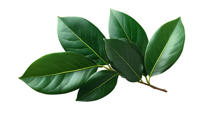 Fototapeta premium A single curved branch with green leaves, isolated on a transparent background in PNG format.