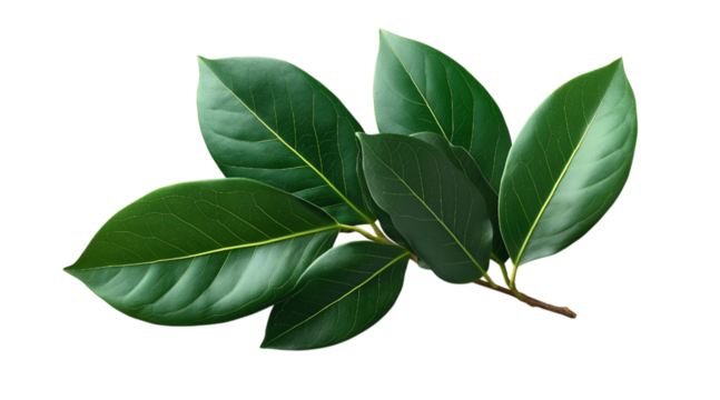 A single curved branch with green leaves, isolated on a transparent background in PNG format.