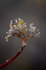 Frosty flower winter view