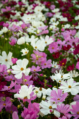 Fototapeta premium pink flowers in the garden