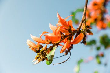 Fototapeta premium Close-up of the beautiful orange Butea monosperma flowers blooming on the top of a branch. The background is a light blue sky.
