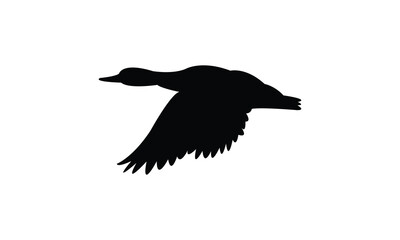 Flying American black duck bird Silhouette Design  And Vector Illustration. 