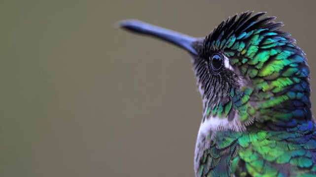 Colorful hummingbird perched quietly in a garden during early morning hours