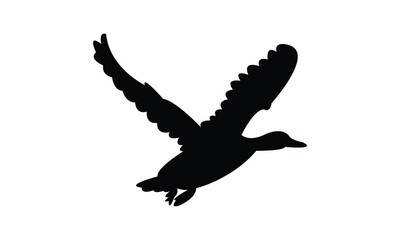 Flying American black duck bird Silhouette Design  And Vector Illustration. 