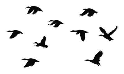 Flying American black duck bird Silhouette Design  And Vector Illustration. 