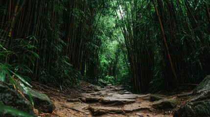 Lush bamboo forest path (1)
