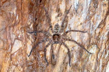 Large Huntsman Resting on Rough Timber Surface