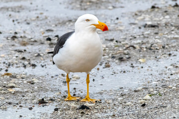 Pacific Gull Standing on Wet Sand - Full Body Front View