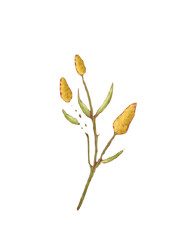 Watercolor illustration of yellow flower isolated on white