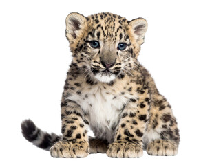 Cute Snow Leopard Cub with Bright Blue Eyes  Isolated PNG
