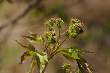 Fraxinus sieboldiana flower buds