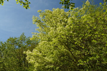 Fototapeta premium Fraxinus sieboldiana trees blooming in spring forest