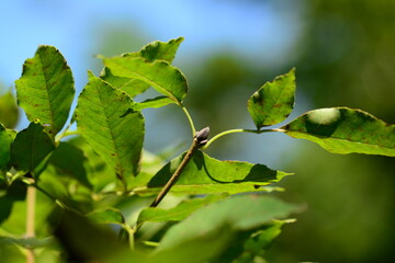 Fraxinus sieboldiana leaf and winter bud