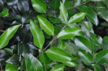 Glossy leaves of Ligustrum japonicum