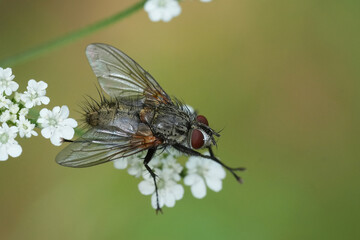 Closeup on a hairy European tachinid fly, Macquartia species