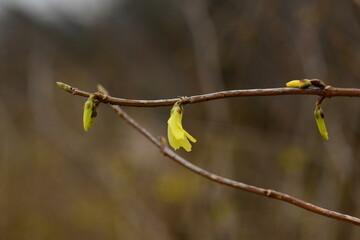 Forsythia koreana flower buds on branch