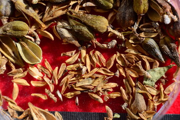 Seeds and dried fruit of Forsythia koreana