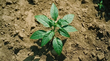 Young plant with green leaves growing in soil.