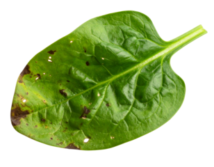 Wilted Spinach Leaf with Faded Color and Curling Edges, Side View, Transparent Background