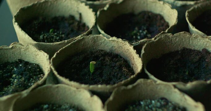 Planted seedlings in paper eco pots. Ecological organic farming and growing cucumbers. Video in 4k