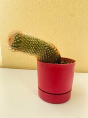 cactus in a pot