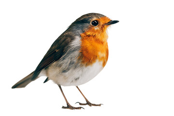 European Robin bird isolated on black background