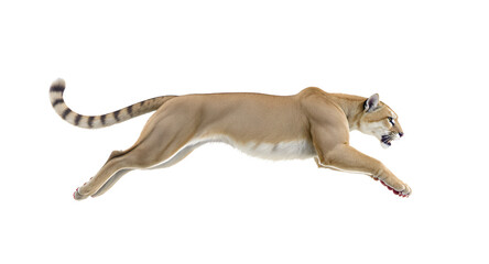 Cougar in motion wild cat leaping 3d render isolated white background