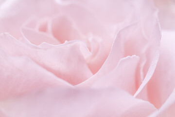 Pink pale rose flower petals, soft focus. Macro flowers backdrop