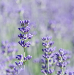 Lavender flowers blooming in the field. Soft focus