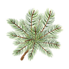 Spruce tree branch watercolor isolated illustration for christmas or autumn desing. Hand drawn of fir twig green needles for winter holiday decorate. Sketch of evergreen conifer plant for greeting