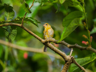 Vibrant yellow bird in natural environment in Mauritius 