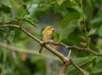Vibrant yellow bird in natural environment of Mauritius 