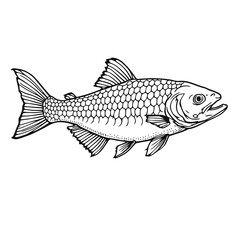 Fototapeta premium A vector illustration of a fish isolated on a white background, perfect for themes of sea, ocean, nature, or seafood