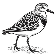 Obraz premium Plover vector illustration perfect for posters, icon, t-shirts, cards, wall art prints and ai design.
