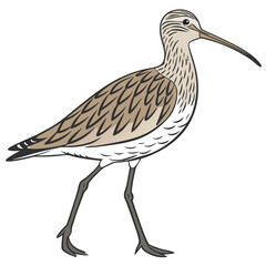 Obraz premium Sandpiper vector illustration perfect for posters, icon, t-shirts, cards, wall art prints and ai design.