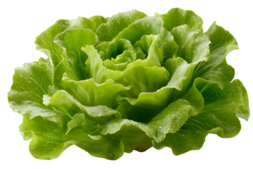 Fresh green butter lettuce head isolated on black background detailed shot