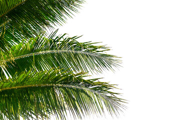 Palm tree leaves texture white background isolated closeup, coconut palm leaf decoration, green palm branch frame, exotic foliage pattern, design element for tropical island, sea beach, summer holiday