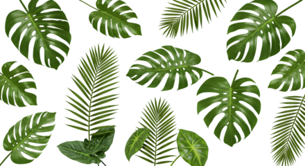 Tropical Green Leaves Pattern on Transparent Background