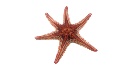 Starfish ocean animal marine life underwater creature sea star starfish isolated red star
