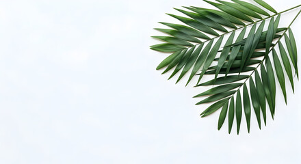 Obraz premium Green Palm Leaf on White Background Minimalist Tropical Layout