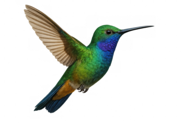 Green-crowned woodnymph hummingbird displaying iridescent feathers while hovering against transparent backdrop