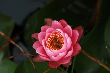 수련