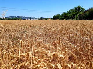 Agricultural field with ripe wheat ready for harvest in France.