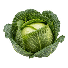 Obraz premium A whole head of fresh savoy cabbage with crinkled veiny dark green outer leaves and a compact pale green core. PNG Transparent