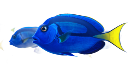 Vibrant Blue Fish with Yellow Tail Underwater Scene Aquatic Life Ocean Wildlife