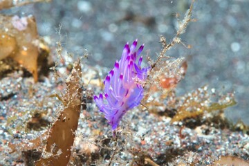 Coryphellina Rubrolineata in the Suruga Bay, Shizuoka, Japan