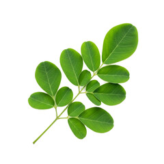 Fresh green Moringa oleifera leaf sprig with smooth oval leaflets and visible veins. PNG Transparent